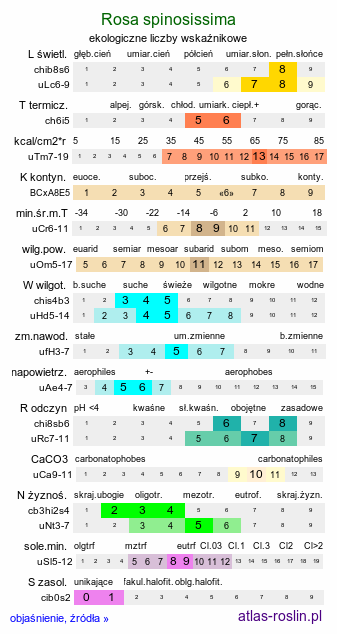 ekologiczne liczby wskaźnikowe Rosa spinosissima (róża gęstokolczasta)