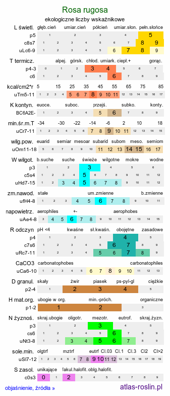 ekologiczne liczby wskaźnikowe Rosa rugosa (róża pomarszczona)