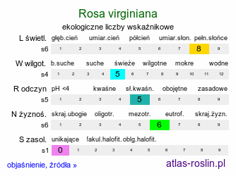 ekologiczne liczby wskaźnikowe Rosa virginiana (róża wirgińska)