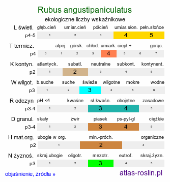 ekologiczne liczby wskaźnikowe Rubus angustipaniculatus (jeżyna rombolistna)