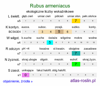 ekologiczne liczby wskaźnikowe Rubus armeniacus (jeżyna kaukaska)