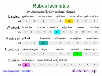 ekologiczne liczby wskaźnikowe Rubus laciniatus (jeżyna wcinanolistna)