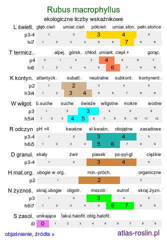 ekologiczne liczby wskaźnikowe Rubus macrophyllus (jeżyna wielkolistna)