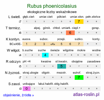 ekologiczne liczby wskaźnikowe Rubus phoenicolasius (jeżyna rdzawa)