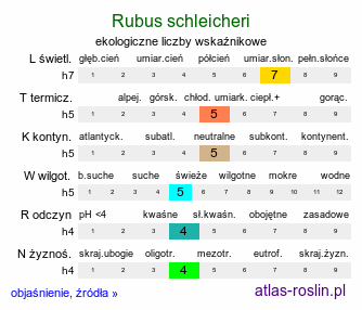 ekologiczne liczby wskaźnikowe Rubus schleicheri (jeżyna Schleichera)