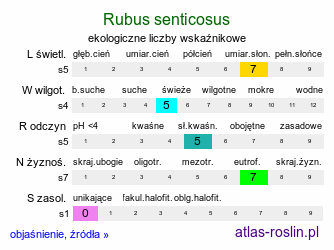 ekologiczne liczby wskaźnikowe Rubus senticosus (jeżyna górska)