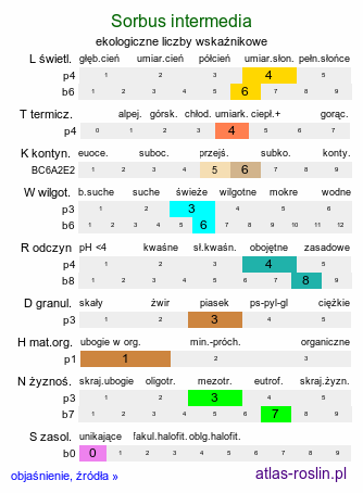 ekologiczne liczby wskaźnikowe Sorbus intermedia (jarząb szwedzki)