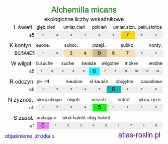 ekologiczne liczby wskaźnikowe Alchemilla micans (przywrotnik połyskujący)