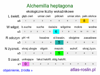 ekologiczne liczby wskaźnikowe Alchemilla heptagona (przywrotnik siedmiokątny)