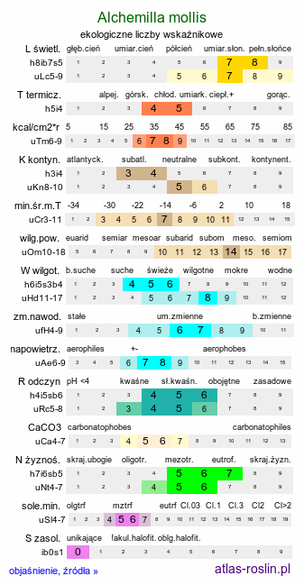 ekologiczne liczby wskaźnikowe Alchemilla mollis (przywrotnik miękki)