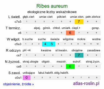 ekologiczne liczby wskaźnikowe Ribes aureum (porzeczka złota)