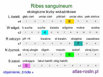 ekologiczne liczby wskaźnikowe Ribes sanguineum (porzeczka krwista)