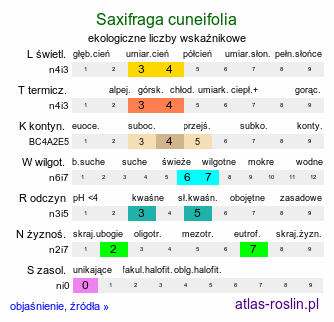 ekologiczne liczby wskaźnikowe Saxifraga cuneifolia (skalnica klinolistna)
