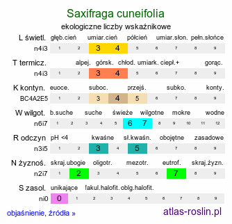 ekologiczne liczby wskaźnikowe Saxifraga cuneifolia (skalnica klinolistna)