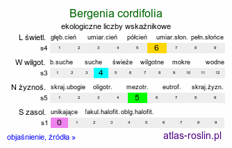 ekologiczne liczby wskaźnikowe Bergenia cordifolia (bergenia sercowata)