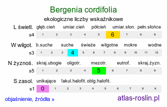 ekologiczne liczby wskaźnikowe Bergenia cordifolia (bergenia sercowata)