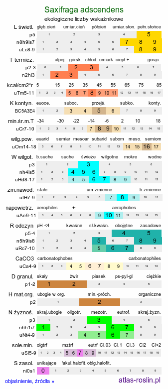 ekologiczne liczby wskaźnikowe Saxifraga adscendens (skalnica dwuletnia)