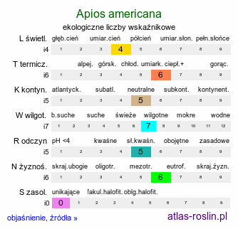 ekologiczne liczby wskaźnikowe Apios americana