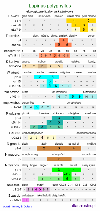 ekologiczne liczby wskaźnikowe Lupinus polyphyllus (łubin trwały)