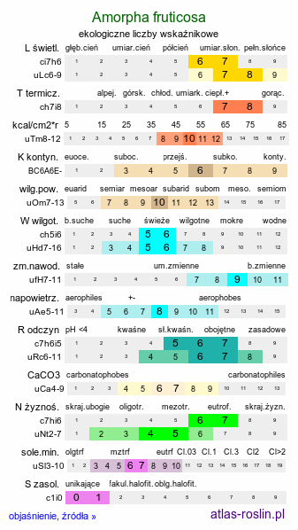 ekologiczne liczby wskaźnikowe Amorpha fruticosa (amorfa krzewiasta)