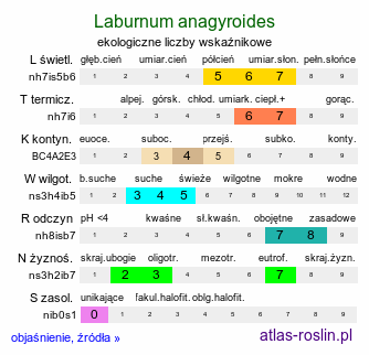 ekologiczne liczby wskaźnikowe Laburnum anagyroides (złotokap pospolity)