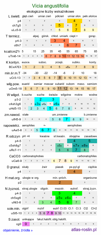 ekologiczne liczby wskaźnikowe Vicia angustifolia (wyka wąskolistna)