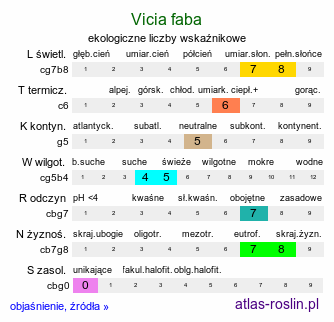 ekologiczne liczby wskaźnikowe Vicia faba (wyka bób)