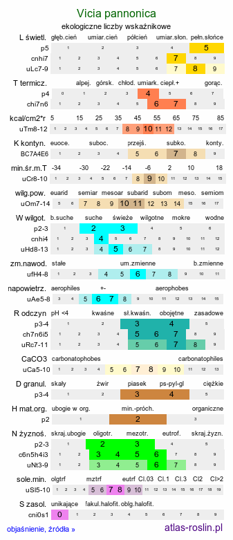 ekologiczne liczby wskaźnikowe Vicia pannonica (wyka pannońska)