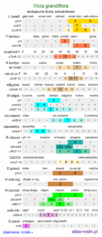 ekologiczne liczby wskaźnikowe Vicia grandiflora (wyka wielkokwiatowa)