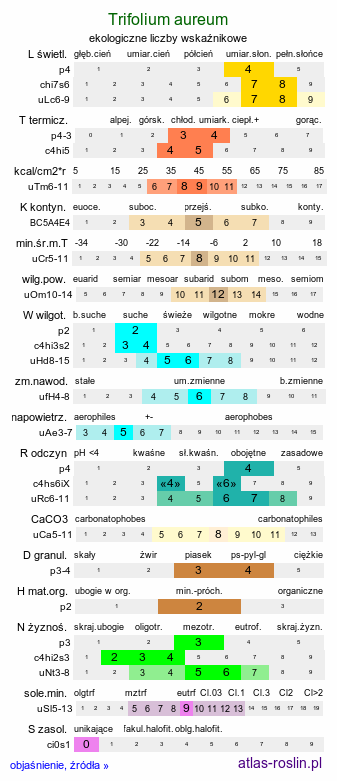 ekologiczne liczby wskaźnikowe Trifolium aureum (koniczyna złocistożółta)