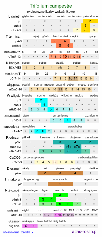 ekologiczne liczby wskaźnikowe Trifolium campestre (koniczyna różnoogonkowa)