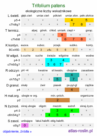 ekologiczne liczby wskaźnikowe Trifolium patens (koniczyna odstająca)