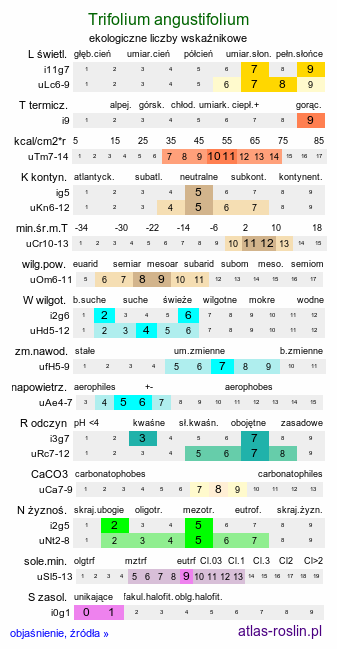 ekologiczne liczby wskaźnikowe Trifolium angustifolium (koniczyna wąskolistna)