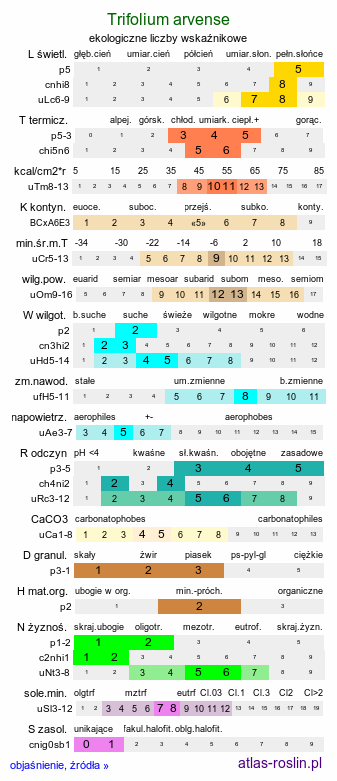 ekologiczne liczby wskaźnikowe Trifolium arvense (koniczyna polna)