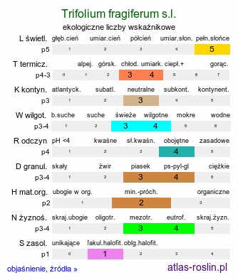 ekologiczne liczby wskaźnikowe Trifolium fragiferum s.l. (koniczyna rozdęta)