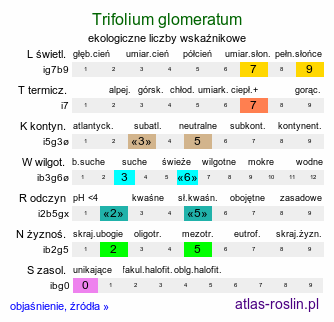 ekologiczne liczby wskaźnikowe Trifolium glomeratum (koniczyna skupiona)