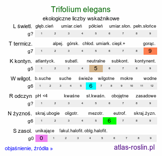 ekologiczne liczby wskaźnikowe Trifolium elegans (koniczyna nadobna)