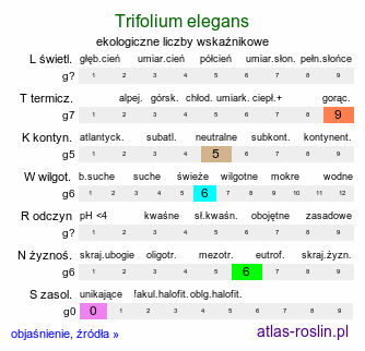 ekologiczne liczby wskaźnikowe Trifolium elegans (koniczyna nadobna)