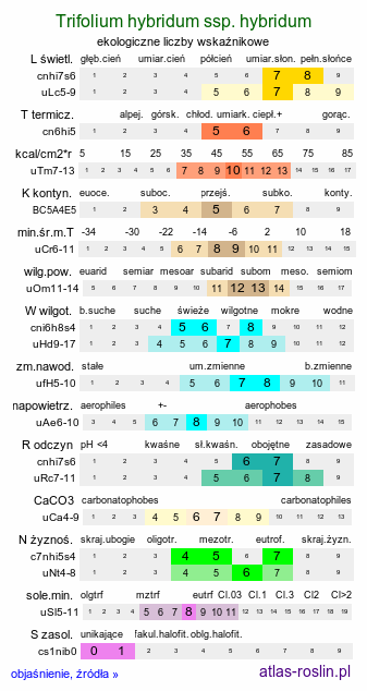 ekologiczne liczby wskaźnikowe Trifolium hybridum ssp. hybridum (koniczyna białoróżowa typowa)