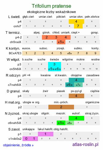 ekologiczne liczby wskaźnikowe Trifolium pratense (koniczyna łąkowa)