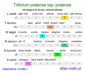 ekologiczne liczby wskaźnikowe Trifolium pratense ssp. pratense (koniczyna łąkowa typowa)