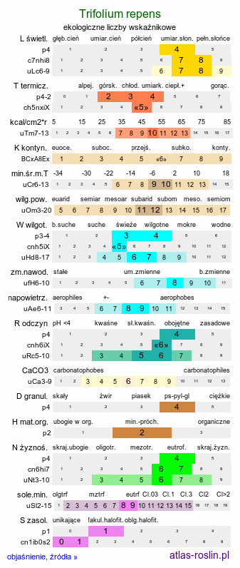 ekologiczne liczby wskaźnikowe Trifolium repens (koniczyna biała)