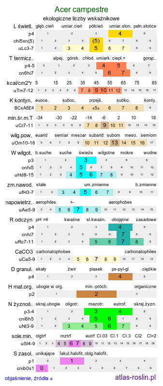ekologiczne liczby wskaźnikowe Acer campestre (klon polny)