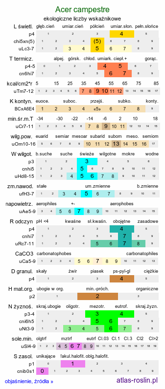 ekologiczne liczby wskaźnikowe Acer campestre (klon polny)