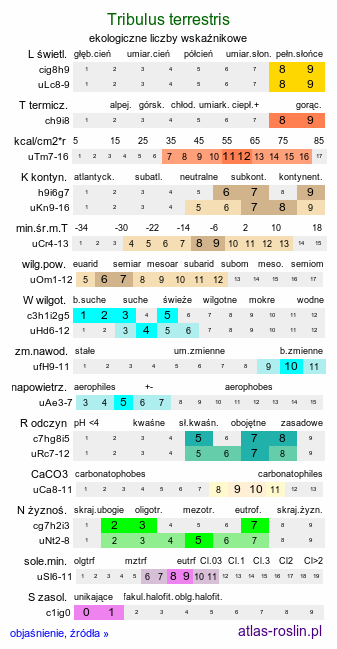 ekologiczne liczby wskaźnikowe Tribulus terrestris (buzdyganek naziemny)