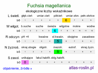 ekologiczne liczby wskaźnikowe Fuchsia magellanica (fuksja magellańska)