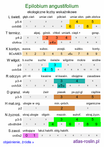 ekologiczne liczby wskaźnikowe Epilobium angustifolium (wierzbówka kiprzyca)