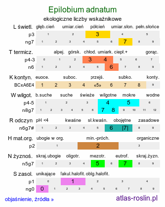 ekologiczne liczby wskaźnikowe Epilobium adnatum (wierzbownica czworoboczna)