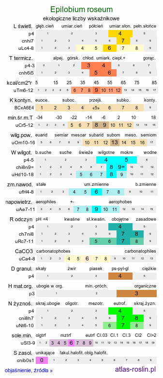 ekologiczne liczby wskaźnikowe Epilobium roseum (wierzbownica bladoróżowa)