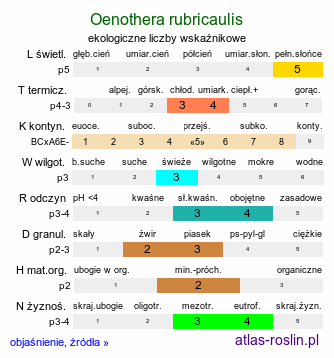 ekologiczne liczby wskaźnikowe Oenothera rubricaulis (wiesiołek czerwonołodygowy)